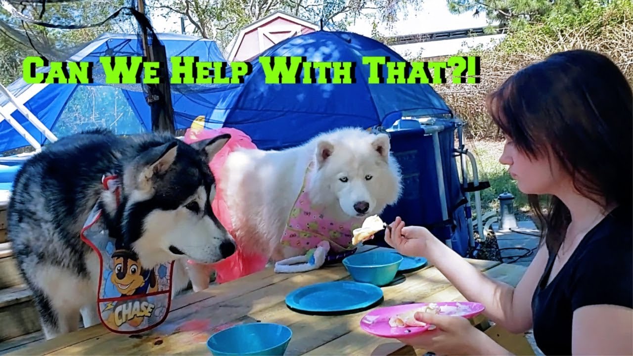 Alana Makes Crepes For Tonka The Malamute & Monroe The Husky