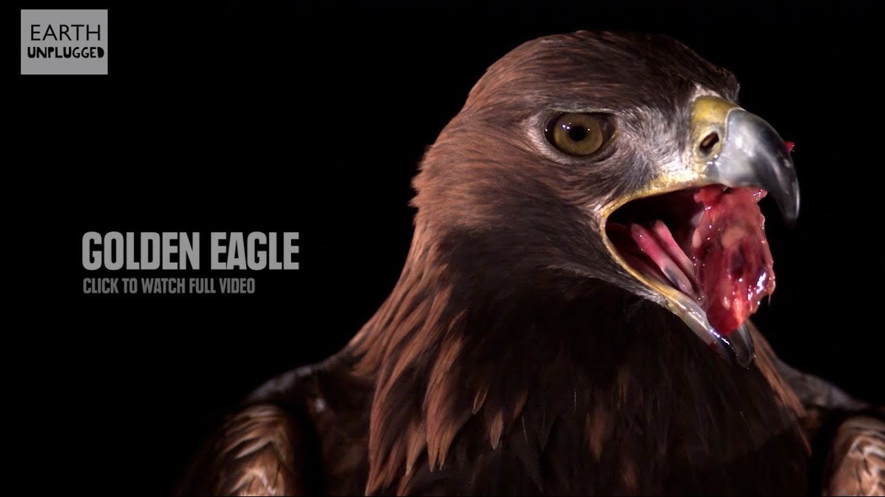 10 Incredible Slow Motion Clips From Earth Unplugged