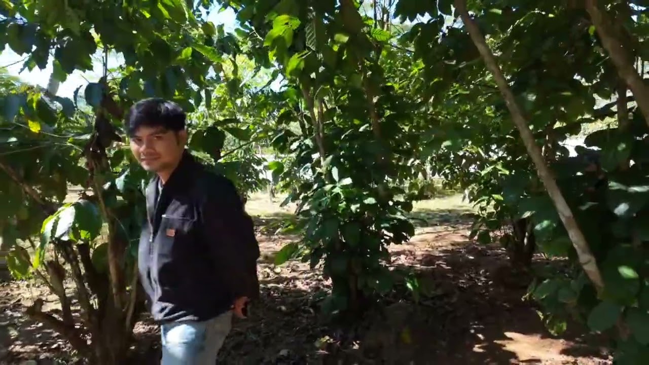 Coffee from Laos.