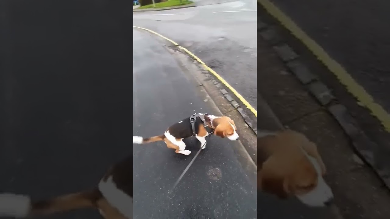 Basil the Beagle is super clever 🤩 #shorts #clever #cleverdogs #dogtraining #beagle #beaglepuppy
