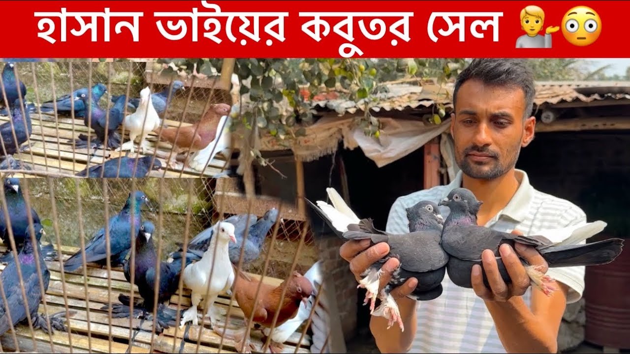 হাসান ভাইয়ের কবুতর খামার 🔥😳|| হাসান ভাইয়ের অনেক কবুতর সেল 💁 😳|| গিরিবাজ কবুতর 🔥👍|| #কবুতর 