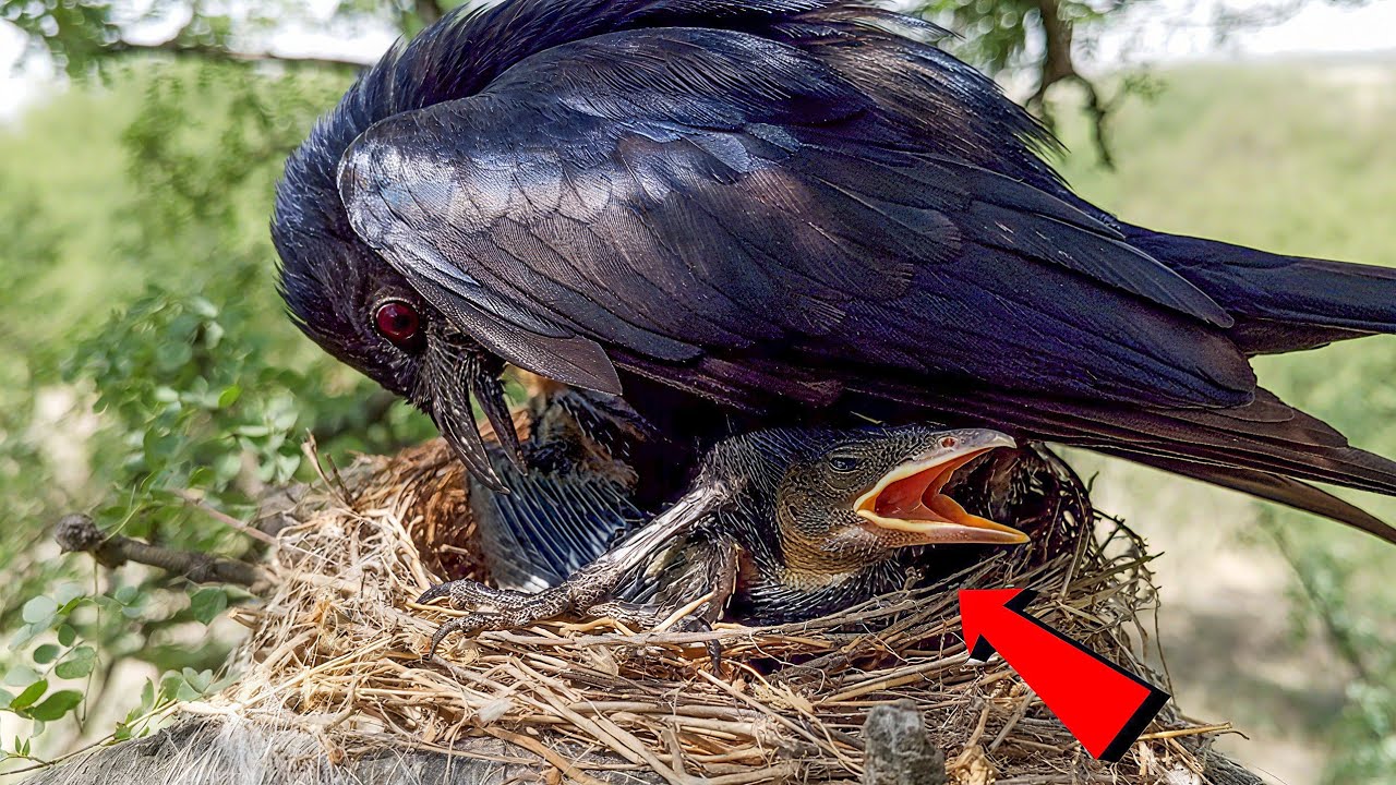 Black Drongo bird is standing over its babies