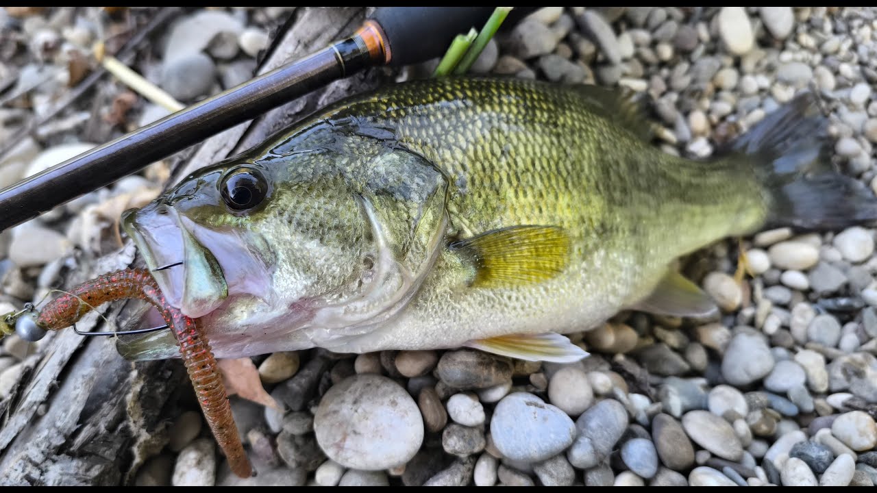 Largemouth Bass Fishing ...on Old Gravel Pits (From Shore and Belly Boat)