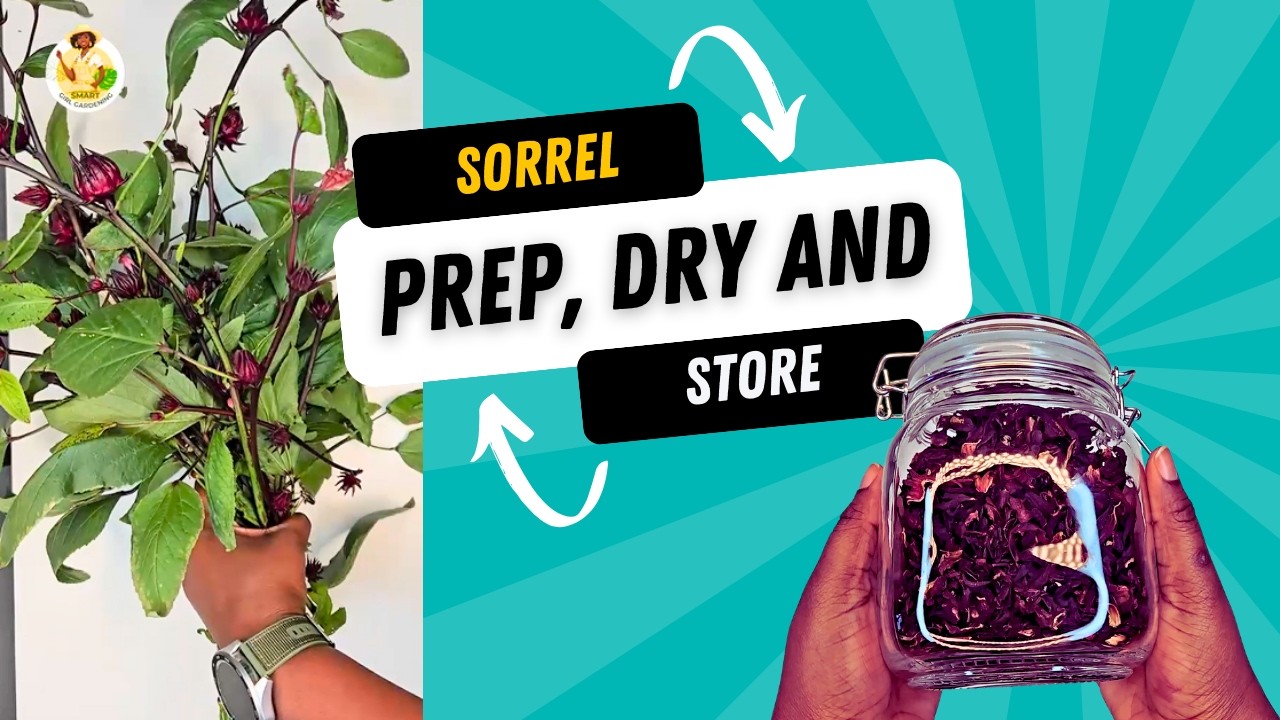Harvested Sorrel? Discover the Easiest Way to Prep, Dry, and Store It Perfectly! | Tips and Tricks