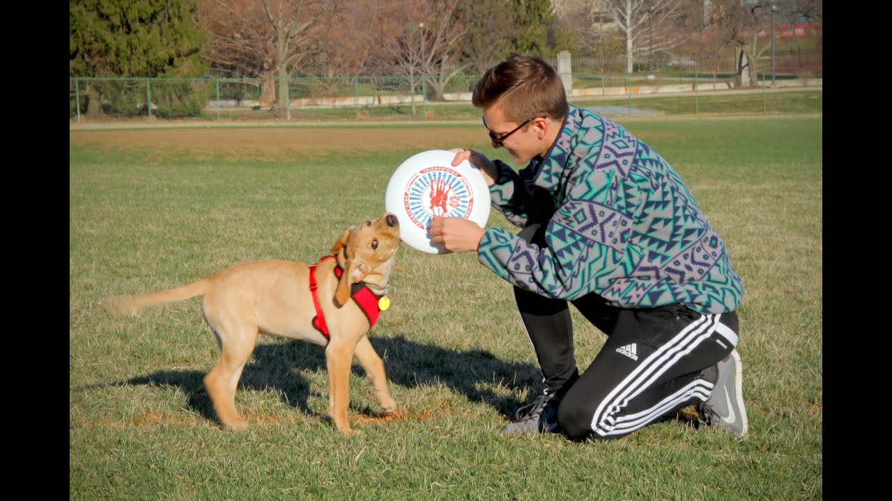 FRISBEE PUPPY PLAY DATE