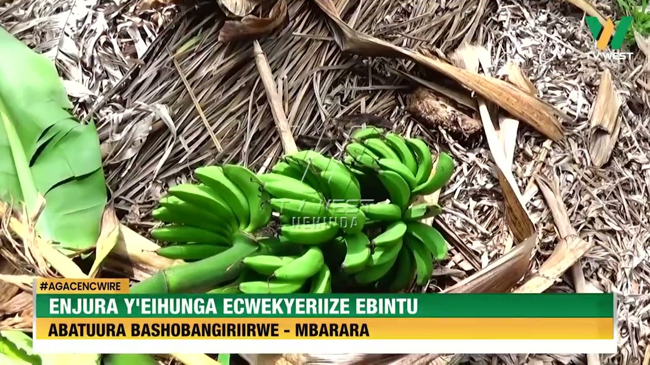 Agacencwire: Enjura y'eihunga omuri Mbarara ecwekyereize ebintu. Abatuura bashobangiriirwe