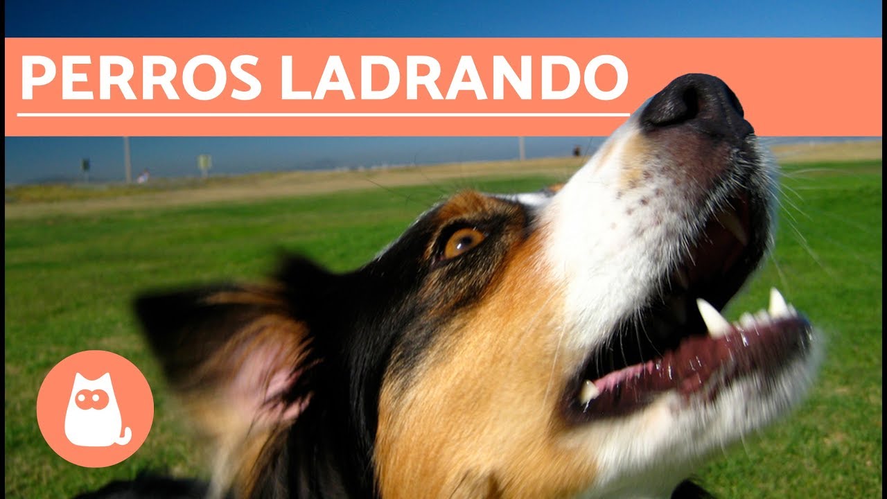 Los mejores LADRIDOS DE PERROS 🐶 Perros LADRANDO ¡MUY DIVERTIDO!