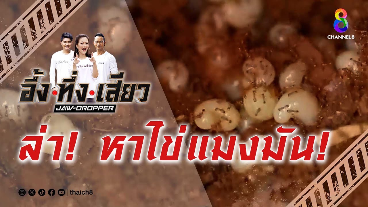 ล่า! หาไข่แมงมัน! | อึ้ง ทึ่ง เสียว