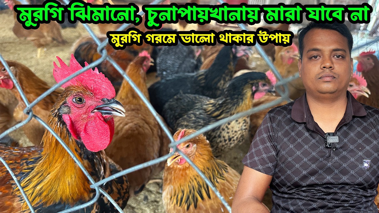 মুরগি গরমে ভালো থাকার উপায় মুরগি ঝিমানো, চুনাপায়খানায় মারা যাবে না |