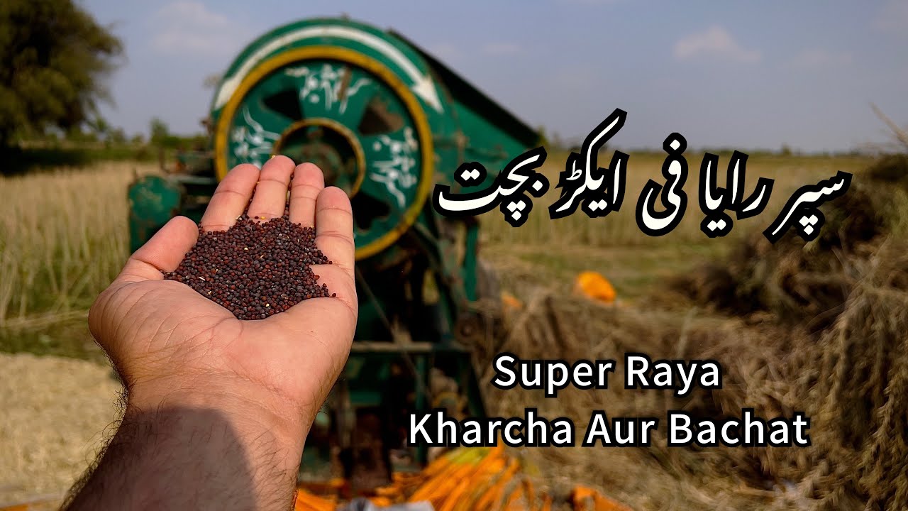 Mustard Crop Super Raya #profit #Mustardcrop