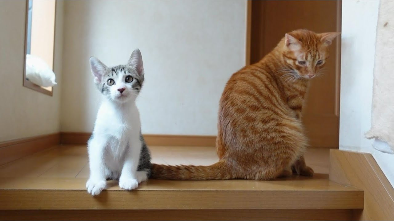 階段を上ったはいいが下りられなくなってしまった子猫【生後60日】