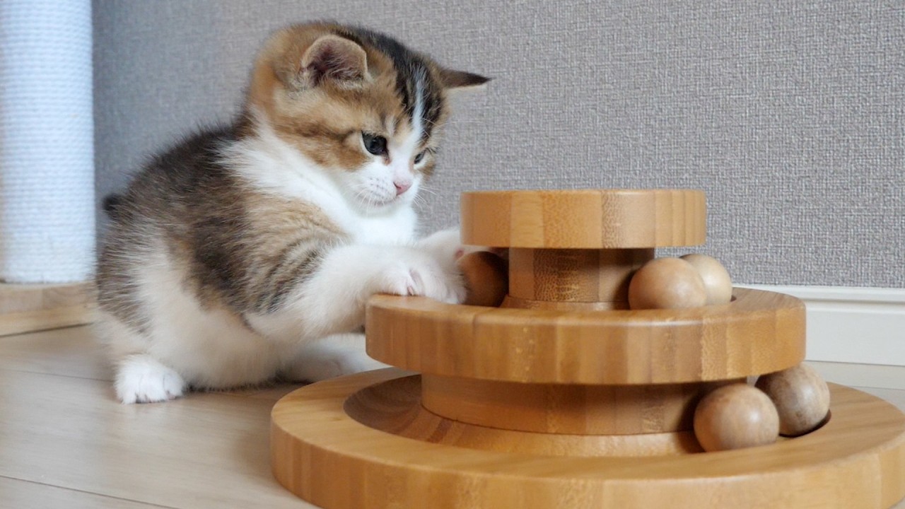 Kitten Nico is somewhat nervous when his sister cat Charo sees him.