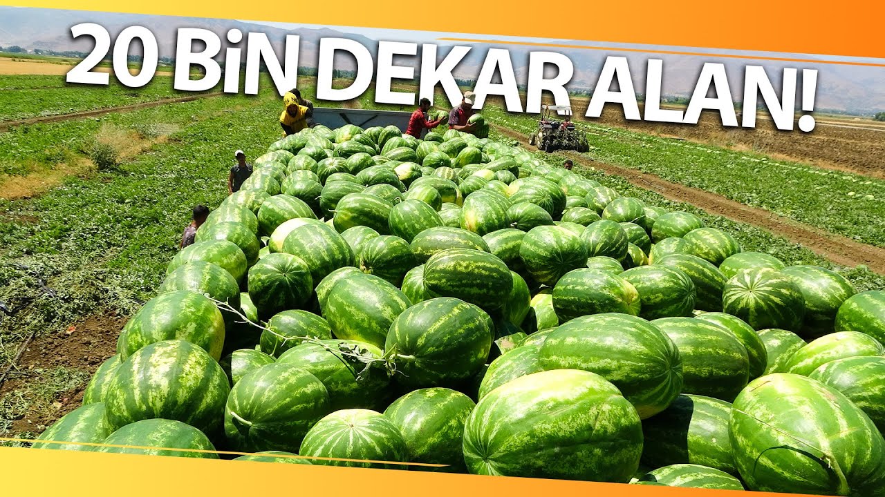 Muş’ta Yılın İlk Karpuz Hasadına Başlandı!
