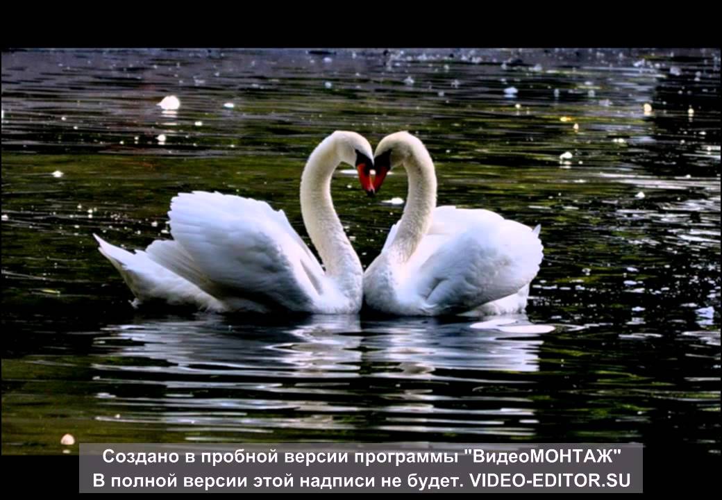 Николай Басков СЕРДЦЕ ОДНО НА ДВОИХ