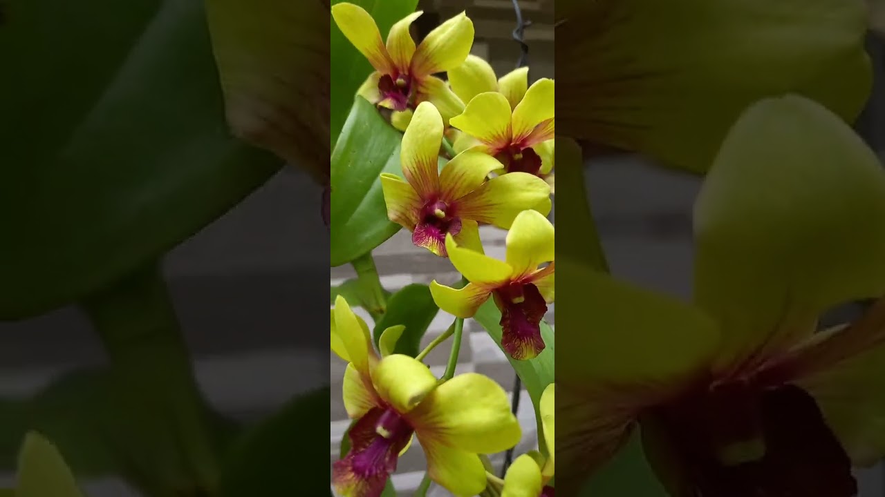 ഓർക്കിഡ് പ്ലാന്റിൽ പൊട്ടാഷ് കൊടുക്കാം. മൈ പ്ലാന്റ്.