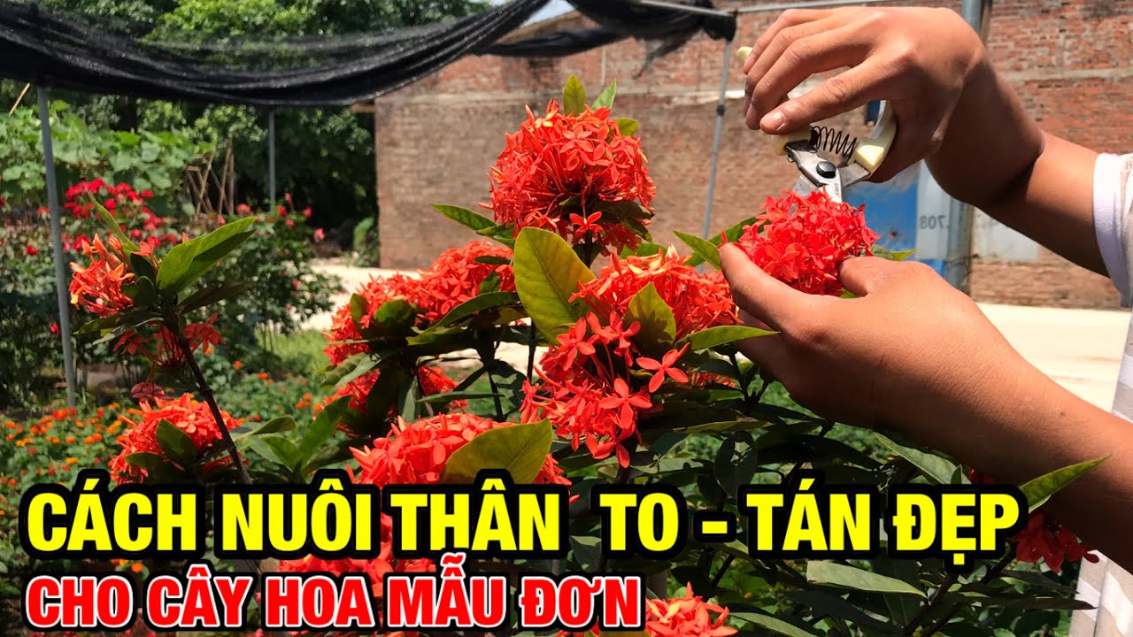 Cách nuôi thân to, tán đẹp cho cây hoa mẫu đơn-Trung kiên garden, zalo: 035.42.55055 & 0977.999.046.