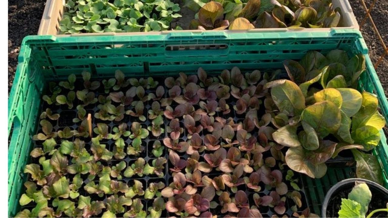 Les salades perpétuelles ou presque