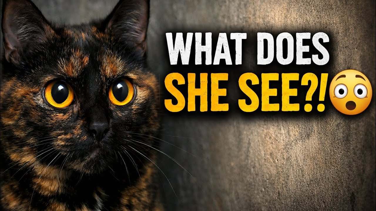 Why Is My Black & Orange Cat Staring at the Wall? 😳🐾 | Creepy & Cute Moments