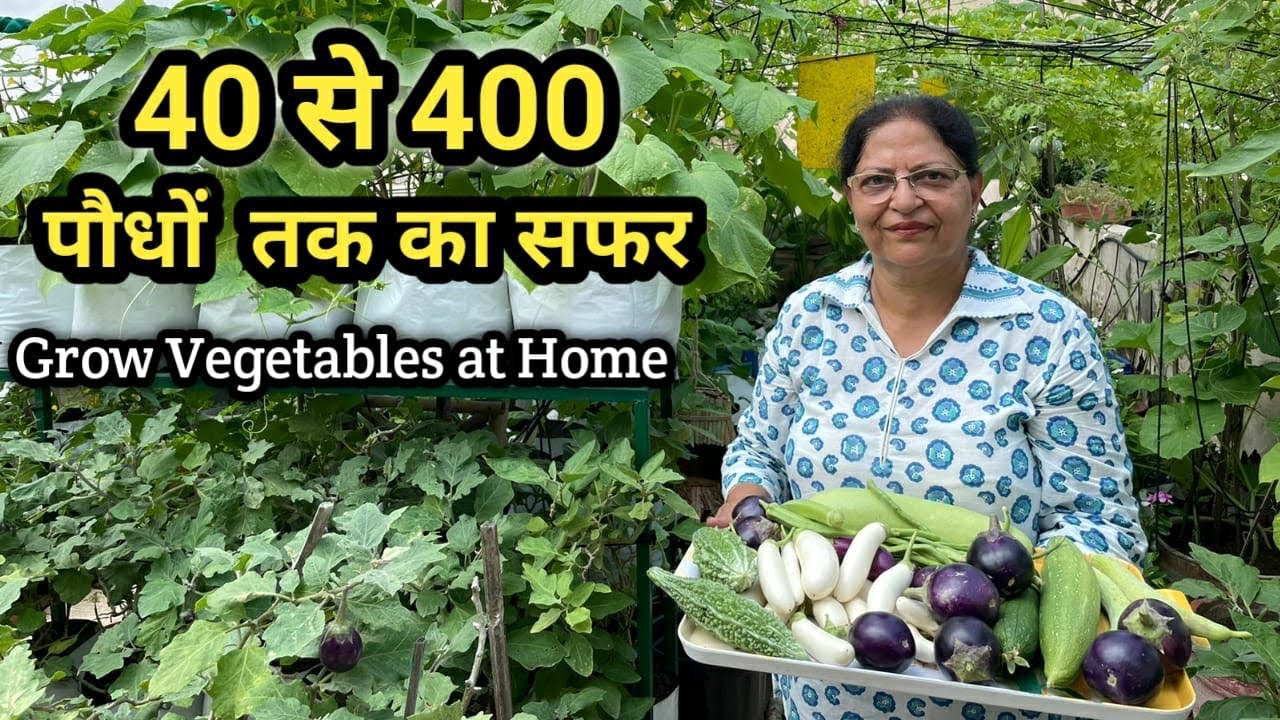 Harvesting Of Organic Vegetables From Rooftop Terrace Garden