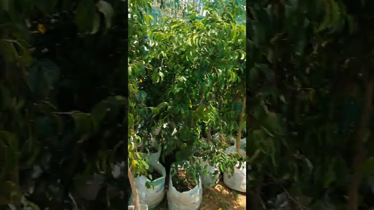 Udug Nursery in Jigjiga somali region Ethiopian 