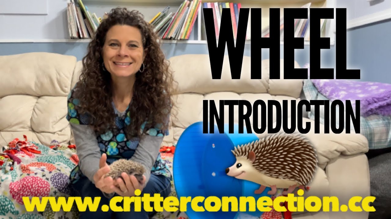 Wheel Introduction for Hedgehogs ~ exercise options