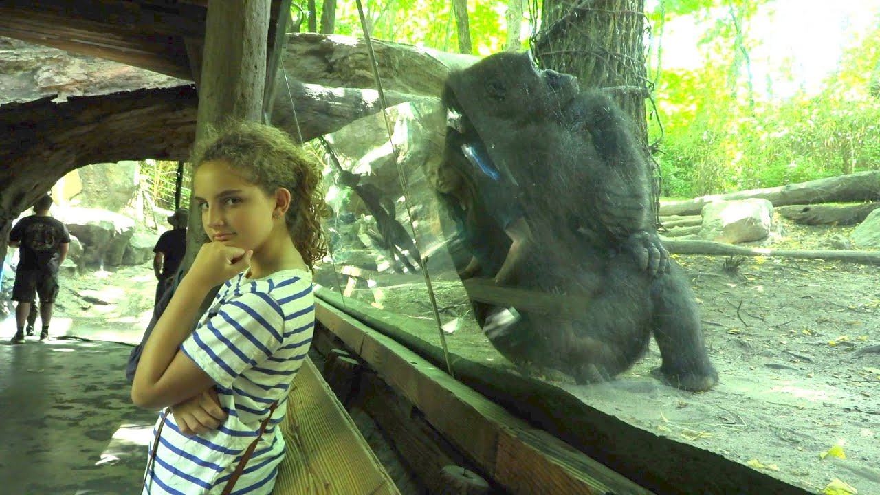 Bronx Zoo 2019