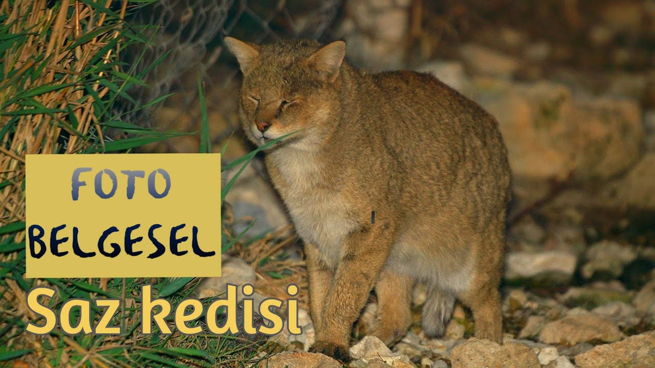 SAZ KEDİSİ