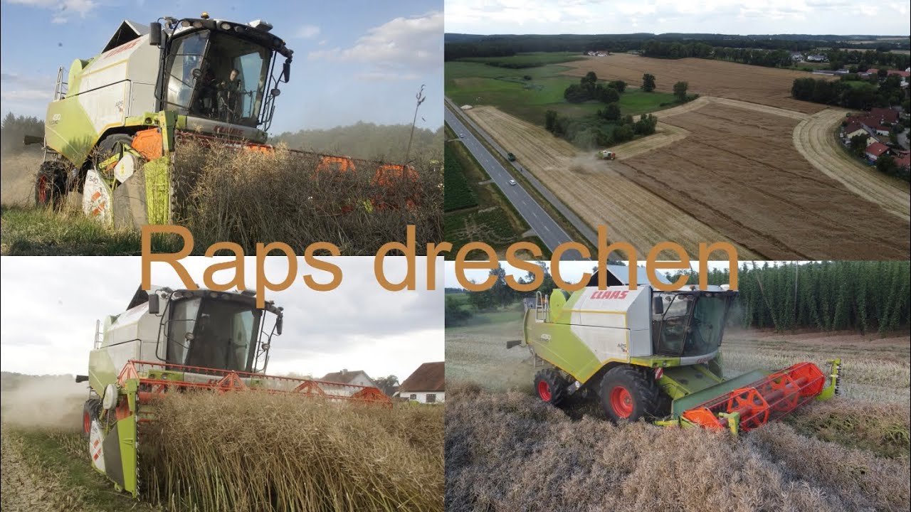 Raps dreschen 2023/ Claas tucano 430/ Raps Ernte
