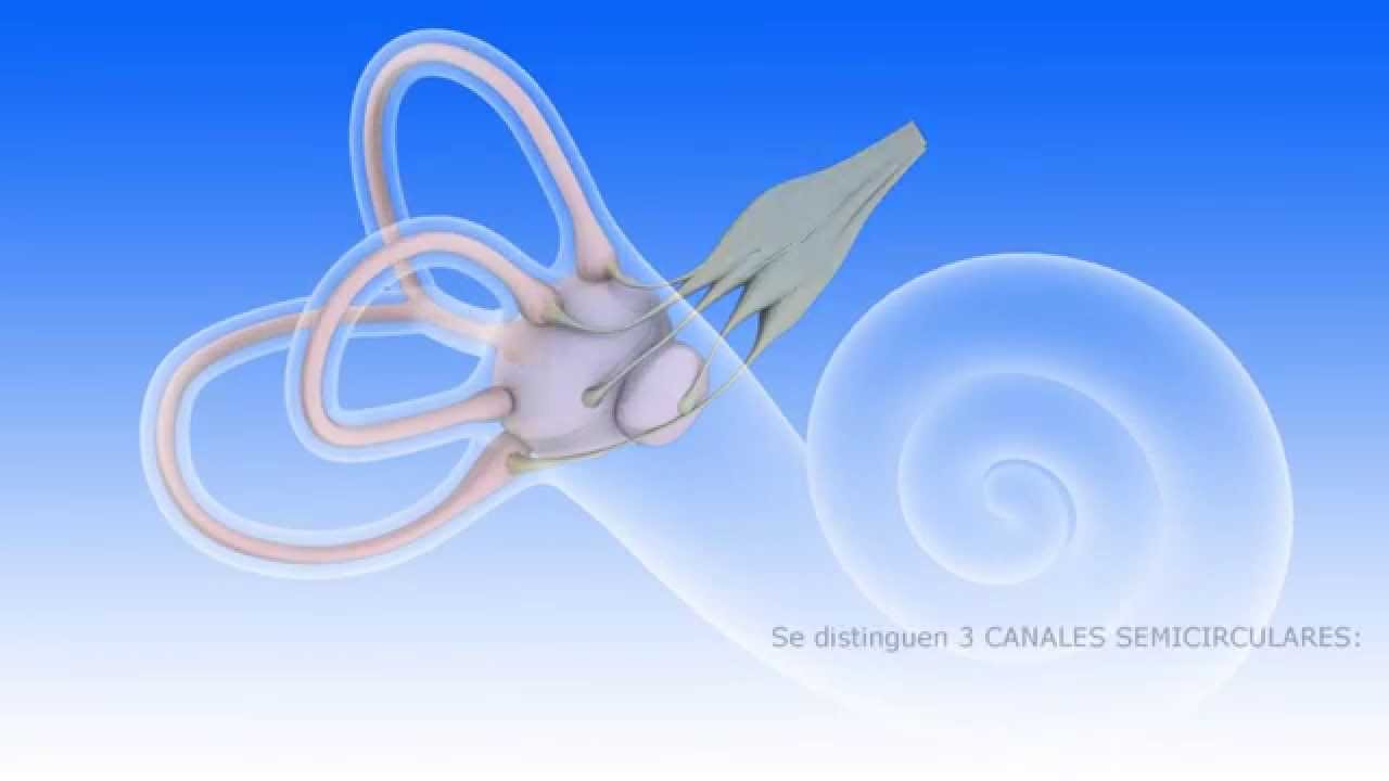 propiocepción vestibular