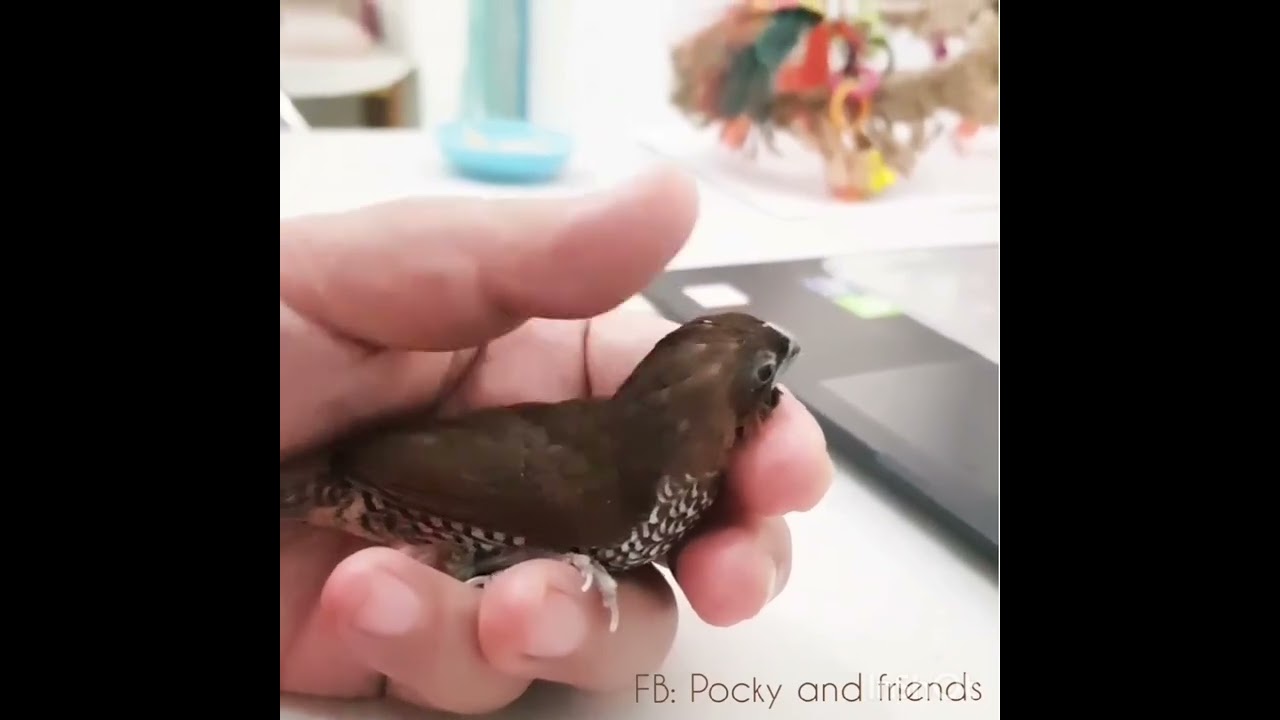 Chilled spice finch loves cuddle