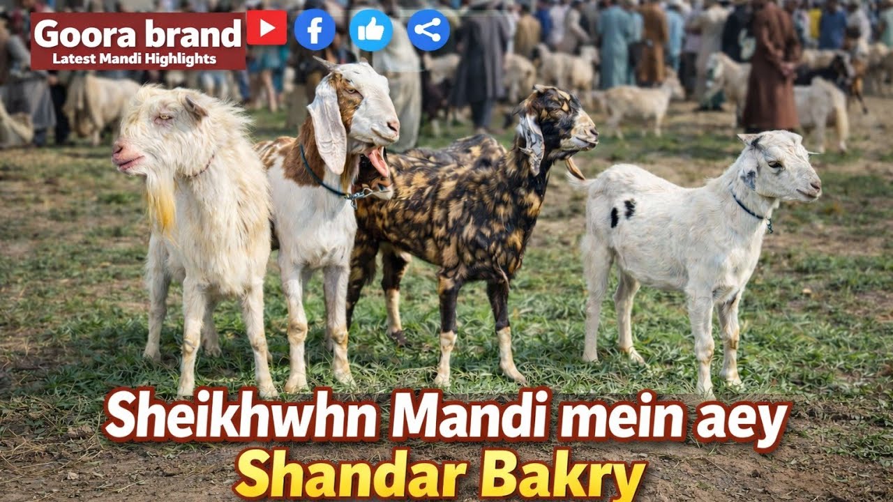 Sheikhwhn Mandi Mein Aey Shandar Bakry | Goora Brand Latest Mandi Highlights