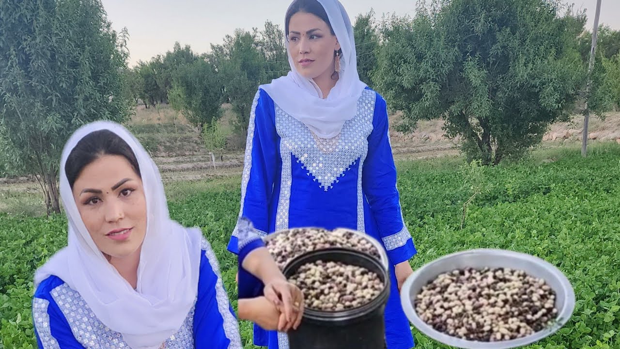 توت اوردم برای خشک کردنش شما نازنینا دوست دارید توت خشک را؟