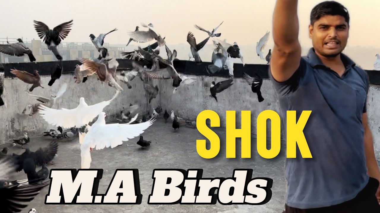 M.A Birds wale Bhai Ki Chhat Ka shok || Location Haiderpur || Delhi