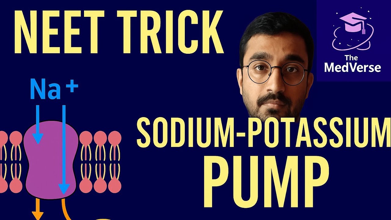 &ldquo;How the Sodium-Potassium Pump Actually Works | CEE Crash Course