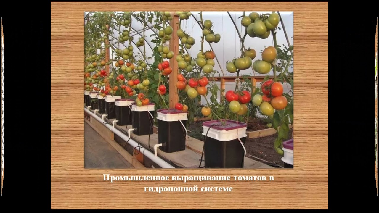 8-класс. Художественный труд.  Роль науки в развитии агротехнологии самостоятельное исследование.