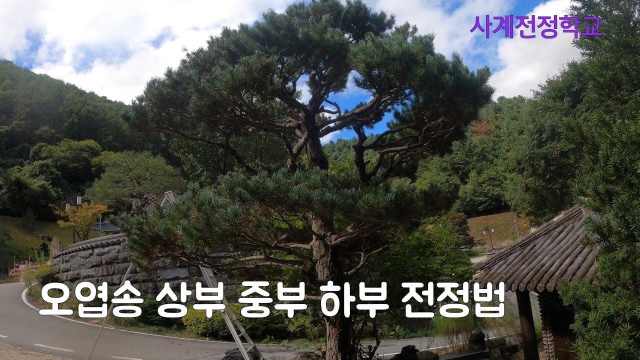 오엽송 상부 중부 하부 전정법 #140사계전정학교  23 09
