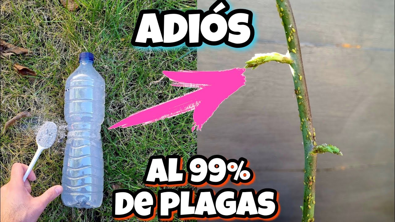 AQUÍ TRAIGO LA SOLUCIÓN para ACABAR con CUALQUIER bicho o PLAGA de tus PLANTAS! Insecticida casero