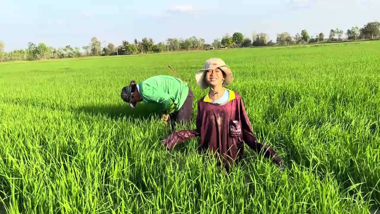 น้องธิดาลาว￼มาถอนกล้าช่วยตากับยาย
