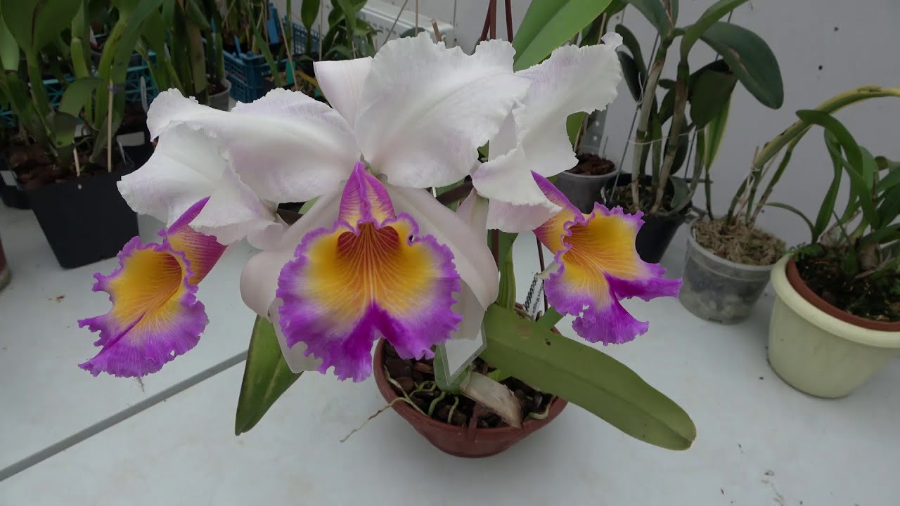 Cattleya Maggie Raphael semialba (dowiana x trianae semialba)