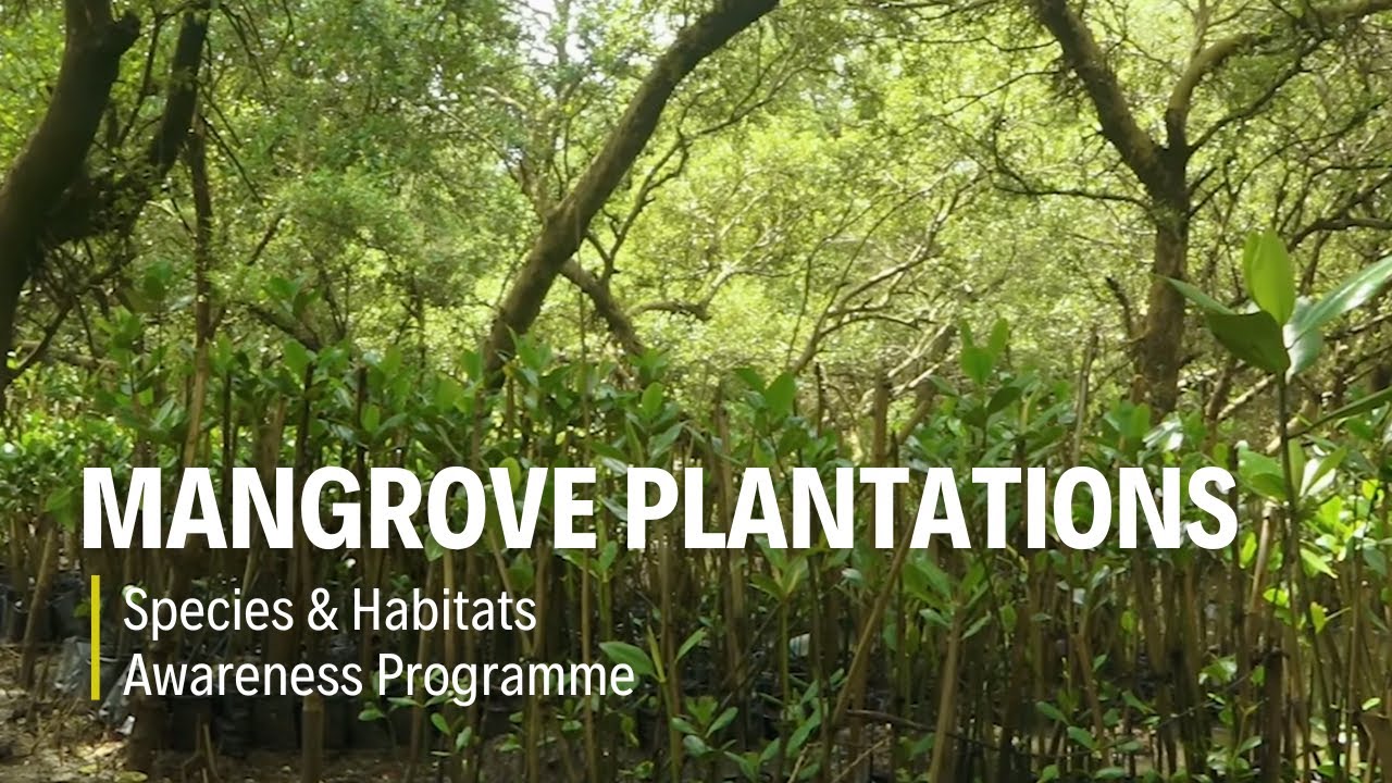 Mangroves in Focus: Plantation and Protection Efforts | THT Films