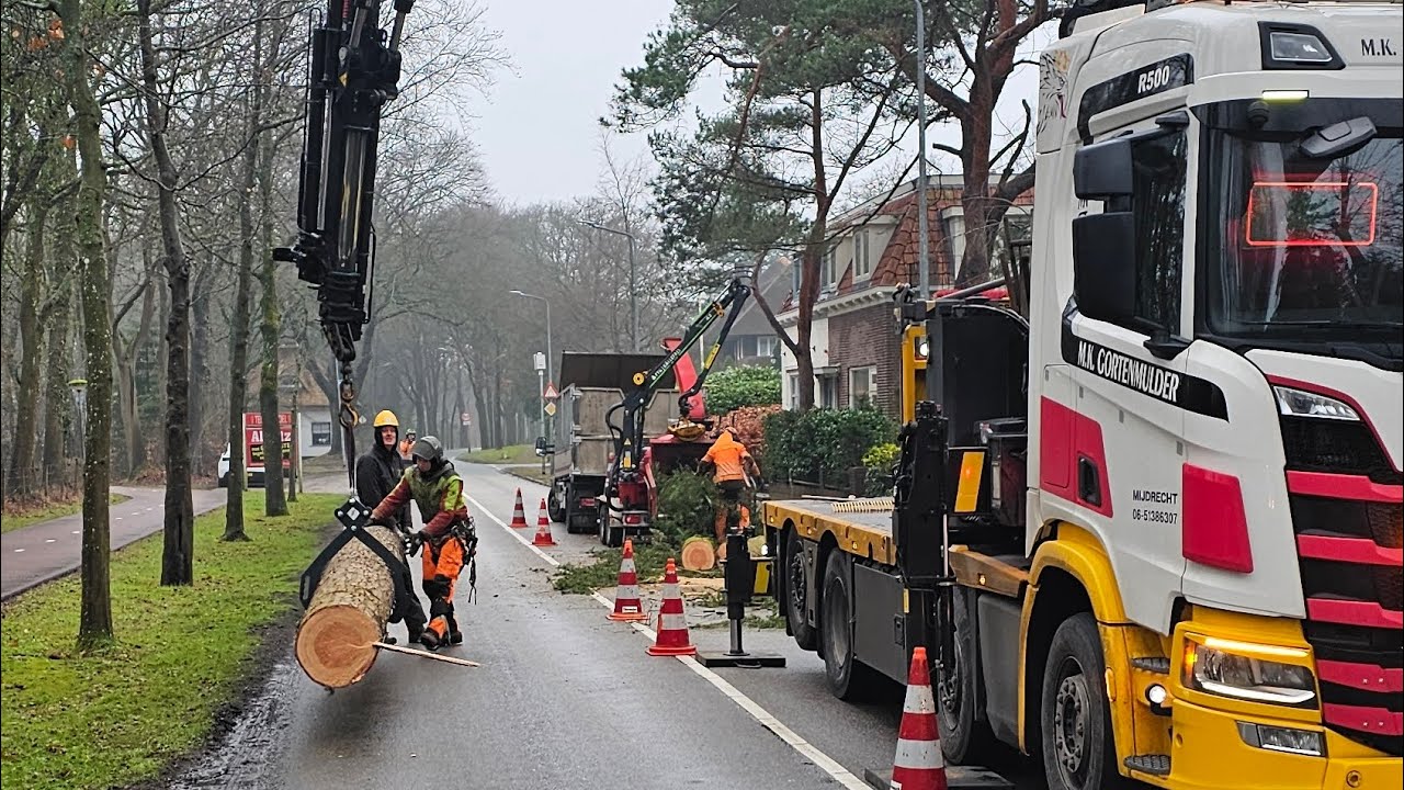 3 bomen verwijderen met kraan in Huizen 