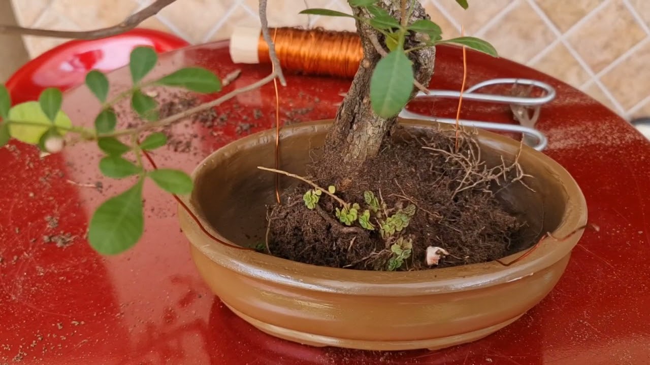 Bonsai de Ipê Amarelo.
