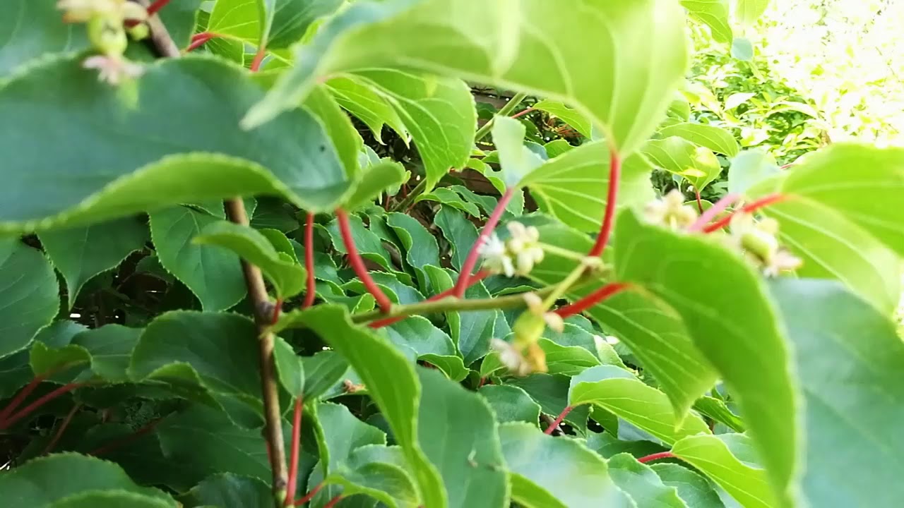 95. Aktinidia chińska, kiwi zakwitło w Polsce kwiaty męskie i żeńskie. Male and female flowers