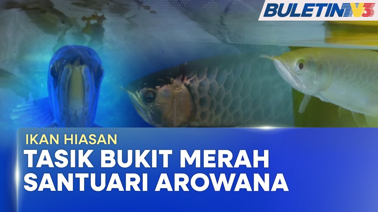IKAN HIASAN | Tasik Bukit Merah Lokasi Terbaik Ternak Ikan Kelisa Emas (BU)