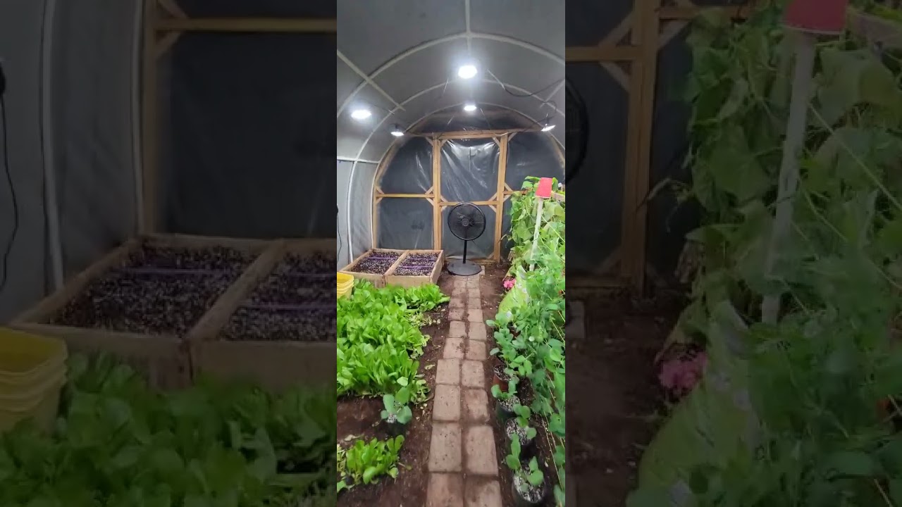 Espird LED Grow Lights - 12 Bulb String - Installed In Greenhouse