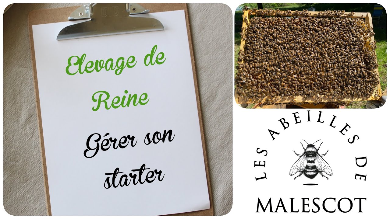 🐝 G&eacute;rer son starter pour reine: simple et efficace !