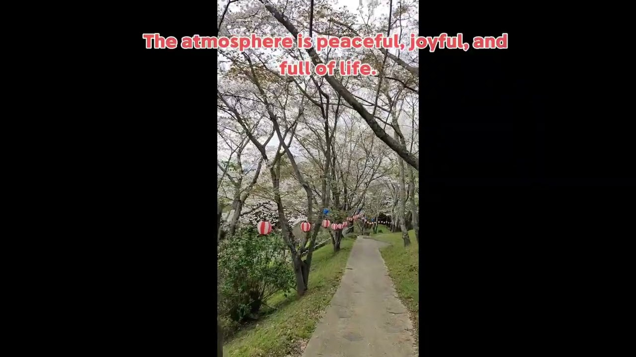 cherry blossom 🌸 japan 🇯🇵