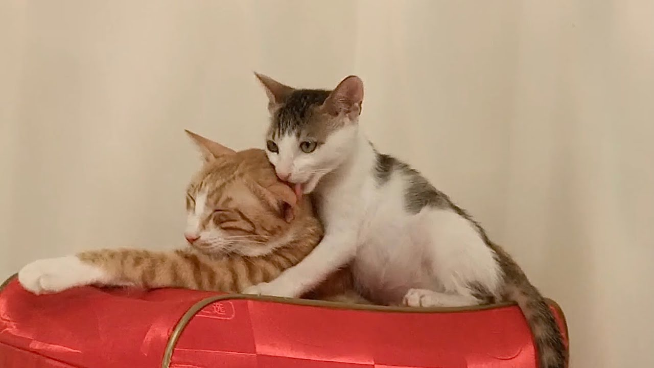 新捡的小猫居然懂得照顾新来的母猫，不是母子胜母子，主人被感动