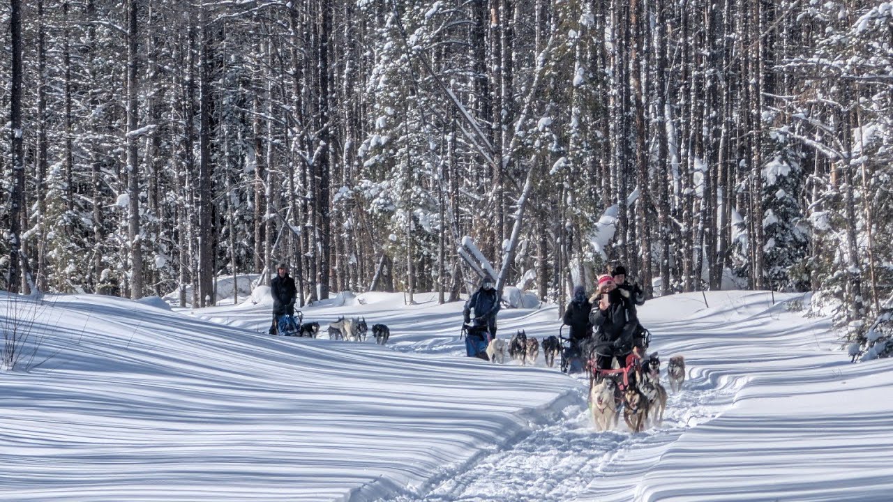 5 Sled Dog Teams in Action | Siberian & Alaskan Huskies | 4K POV Tour in Northern Ontario Canada 🇨🇦
