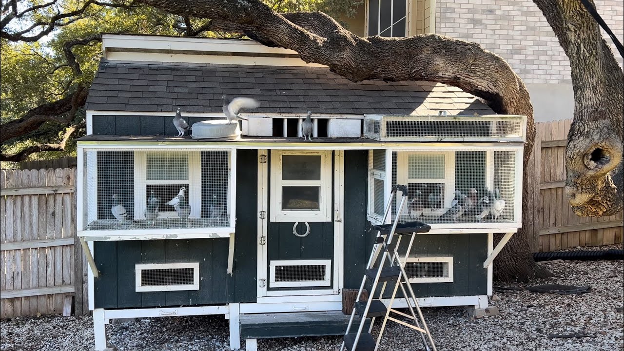 Pigeon Racing - Last Loft Visit for Year 2023! Three Stars and a Sun Loft Texas USA